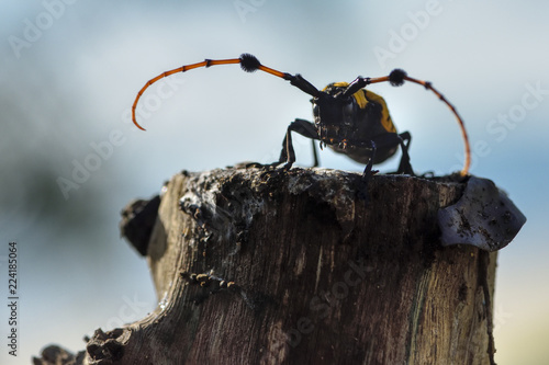 Long horned beetle on tree stump photo