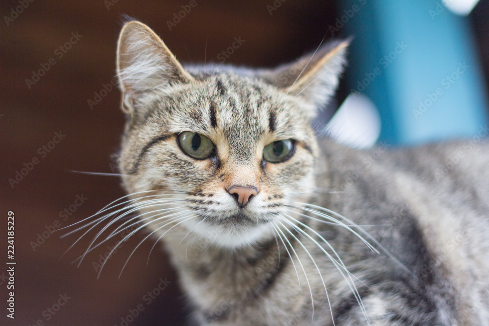 portrait of a gray cat with a dissatisfied look portrait of a gray cat with a dissatisfied look