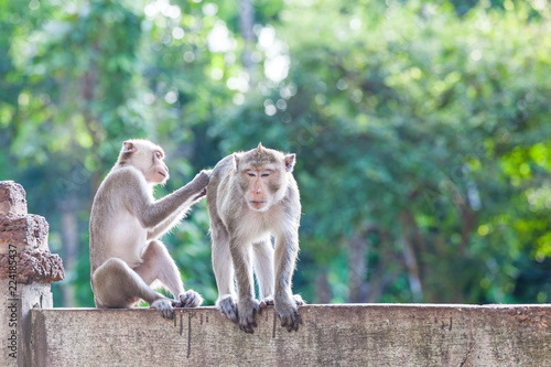 Monkeys checking for fleas and ticks on concrete fence in the park © pittawut