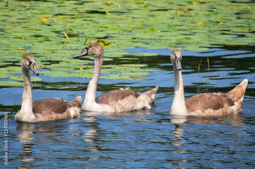 Mute swans cygnets swimming in lake leelanau Michigan with lily pads photo