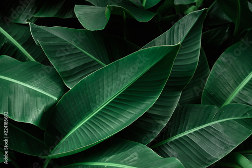 Tropical banana dark green leaves textured.