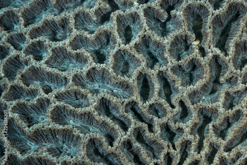 Close up of stony corals