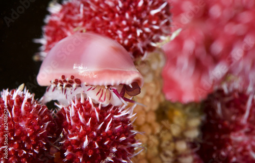 Allied cowrie in sea