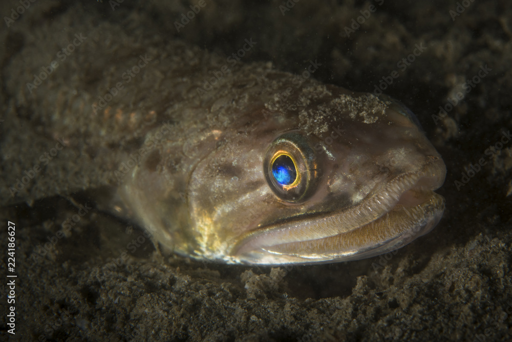 Slender lizardfish Stock Photo Adobe Stock