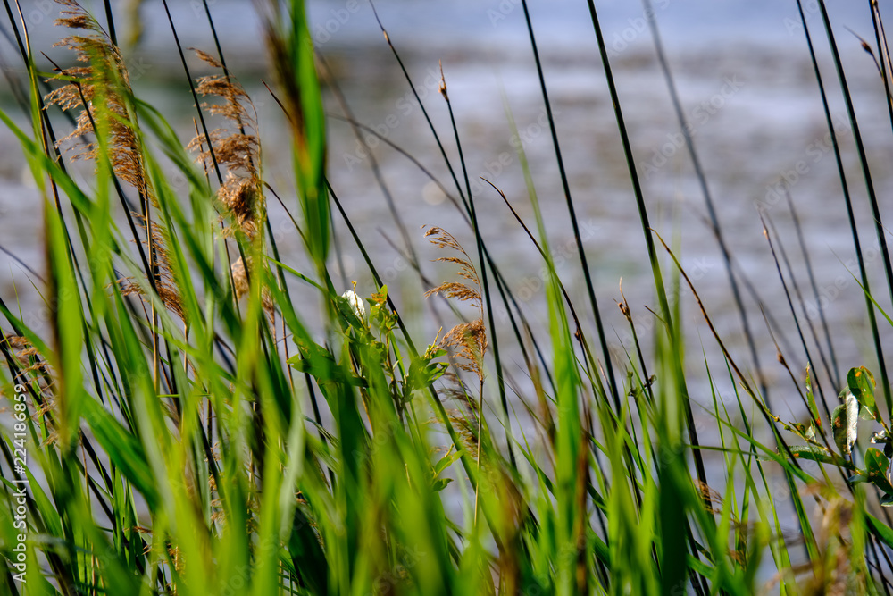 Obraz premium water grass and bents in summer on a blur background on the lake shore