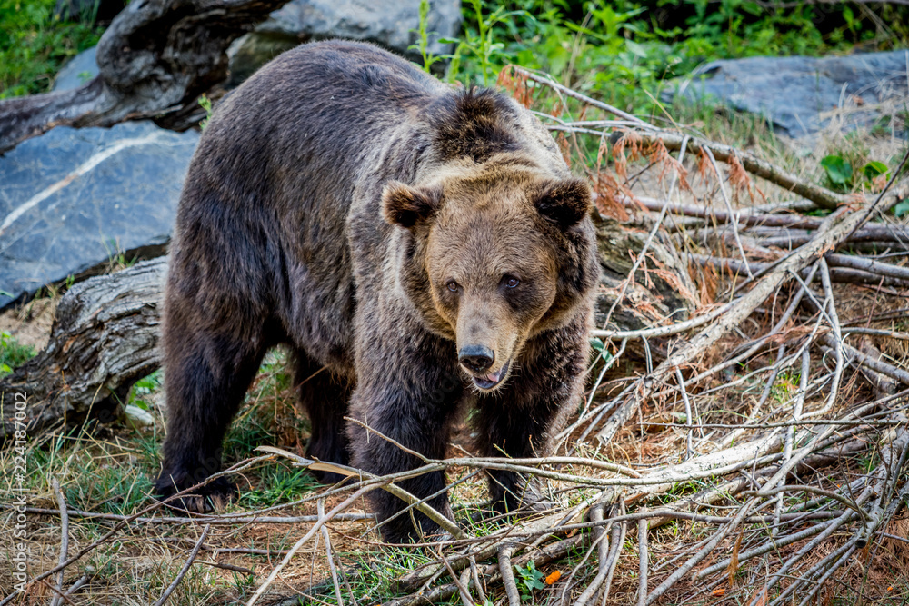 Fototapeta premium Ours brun