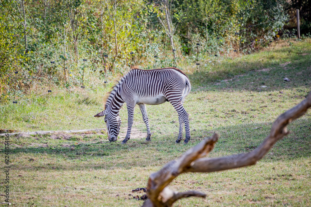 Fototapeta premium Le Zèbre