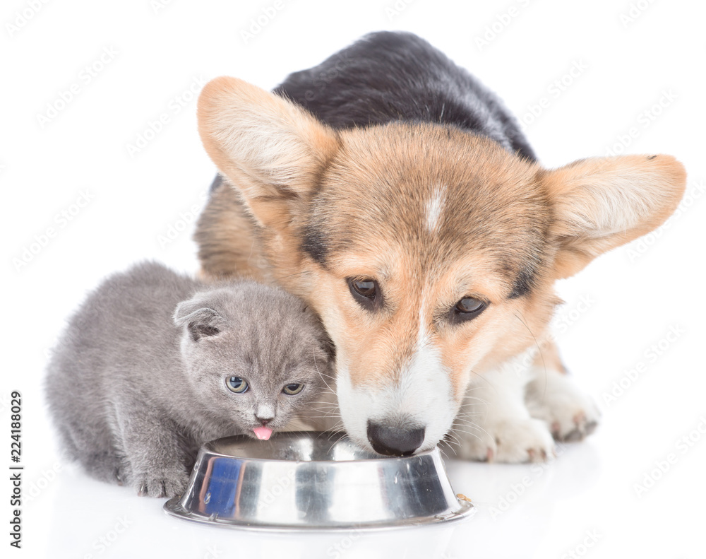 corgi water bowl