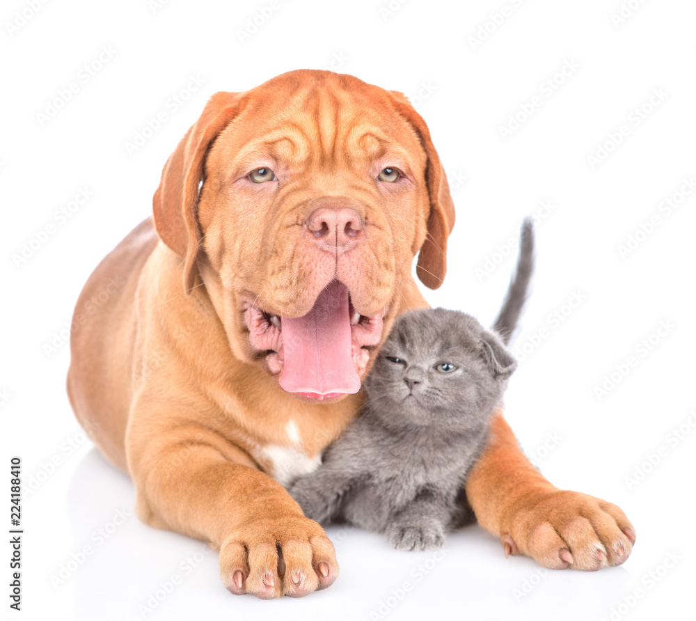 Bordeaux puppy dog embracing funny kitten. isolated on white background