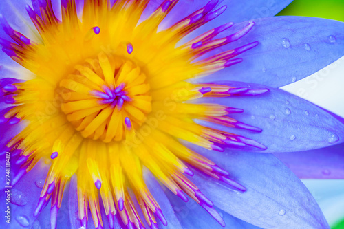Fototapeta Naklejka Na Ścianę i Meble -  Close up of purple water lily