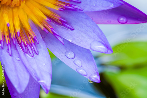 Fototapeta Naklejka Na Ścianę i Meble -  Close up of purple water lily