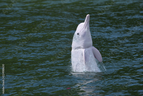 Chinese white dolphin