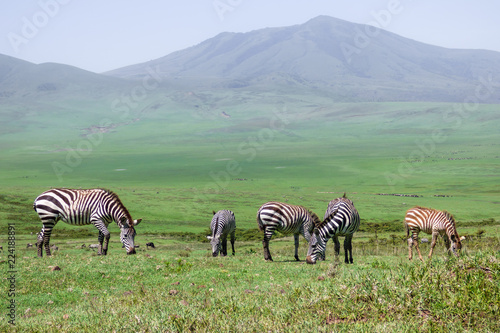A flock of zebras eat grass...