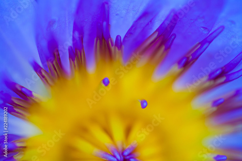 Fototapeta Naklejka Na Ścianę i Meble -  Close up of purple water lily