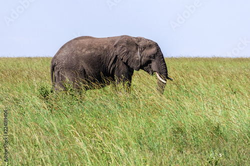 A big lonely elephant in th...