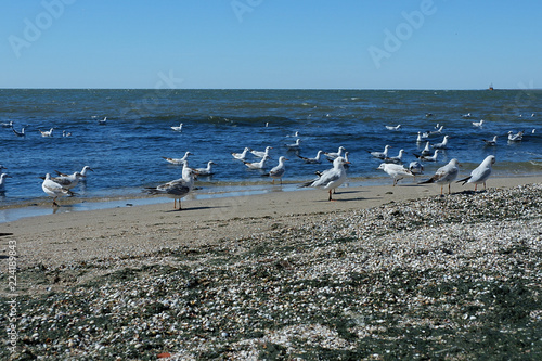 Many gulls on the sea coast. Blue sea and white birds. The concept of freedom photo