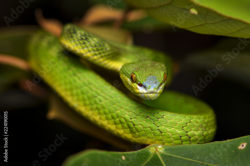 White-lipped pit viper photo