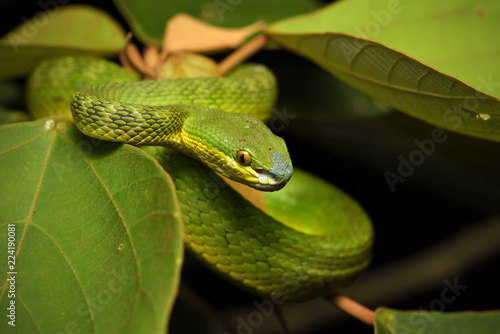 White lipped pit viper on leaf in forest photo