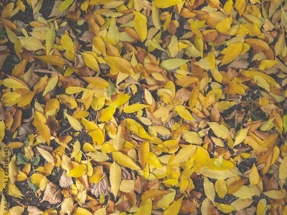 Autumn Leaves Background. Colorful autumn leaves Autumn Leaves Background. Colorful autumn leaves