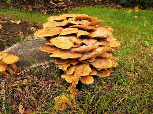 Dense mushrooms growing on an old trees stump