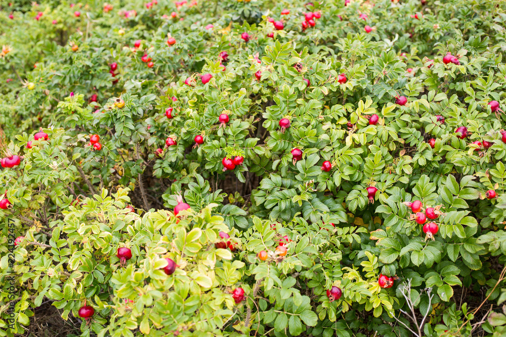 wild rose bush with rosehip fruit wild rose bush with rosehip fruit