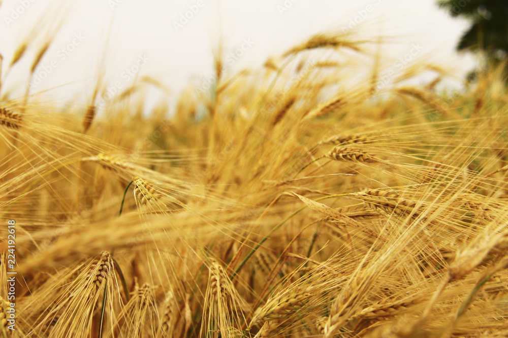 Fototapeta premium Golden Ears On The Summer Field Before Harvest