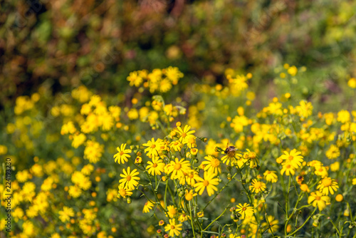 Budding, yellow blooming and overblown narrow-leaved ragwort or Senecio inaequidens plants © Ruud Morijn