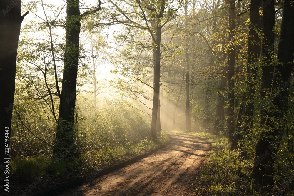 Obraz premium Polną drogą przez las dębowy rano
