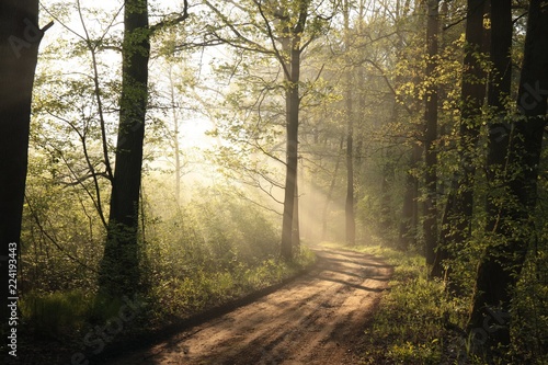 Dirt road through the oak forest in the morning