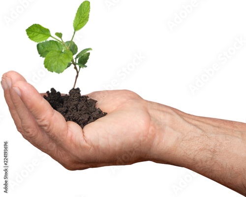 Green plant with soil in human hand isolated on white