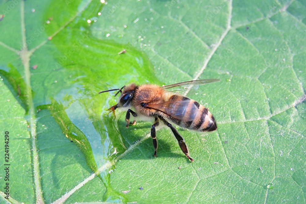 Bee drinking dew on a green leaf, closeup Bee drinking dew on a green leaf, closeup