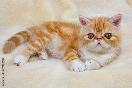 Fototapeta Naklejka Na Ścianę i Meble -  Little kitten exotic breed color red marble lying on the couch    