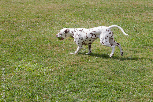 Cute dalmatian puppy is carrying a small ball in his teeth. Pet animals.