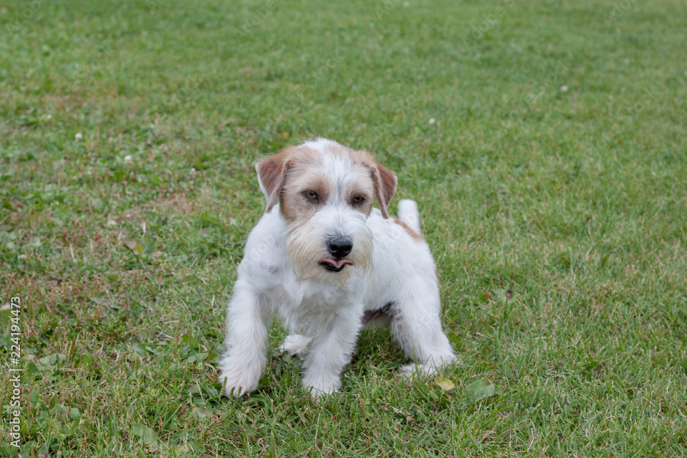 Cute jack russell terrier puppy is playing on a green meadow. Pet animals.