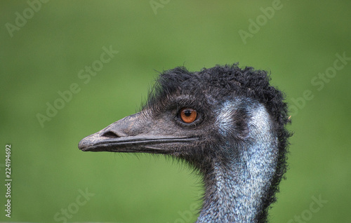 Ostrich