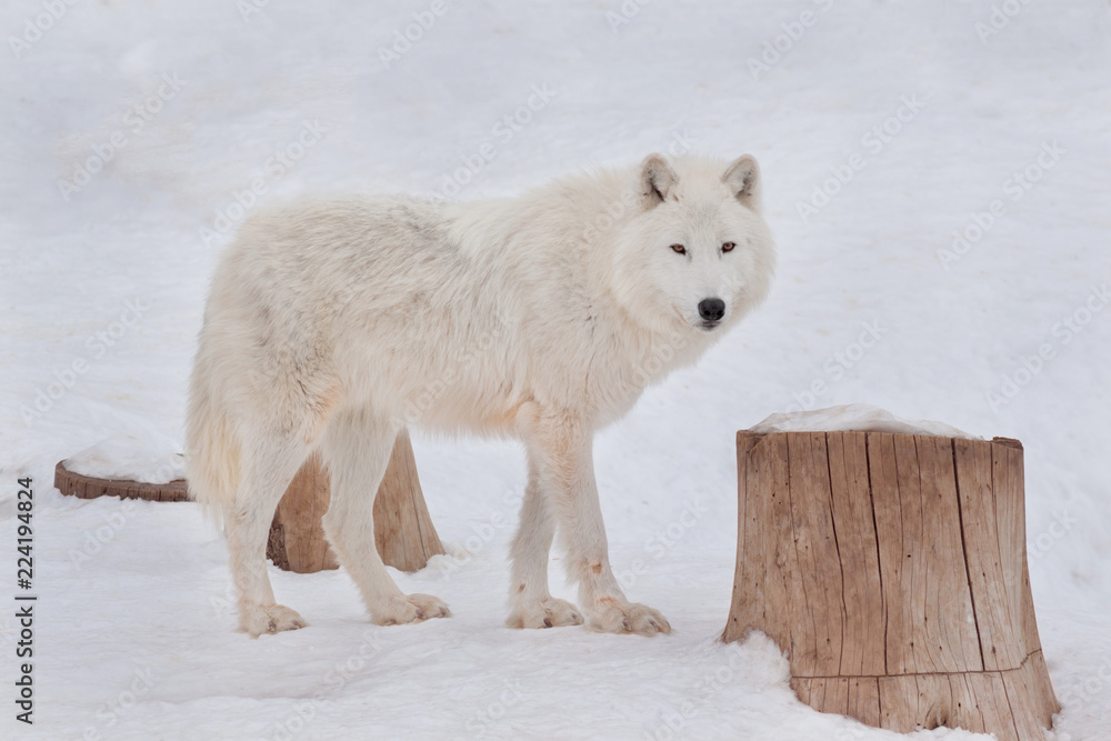 Fototapeta premium Dziki alaskański wilk tundra patrzy w kamerę. Canis lupus arctos. Wilk polarny lub biały wilk.