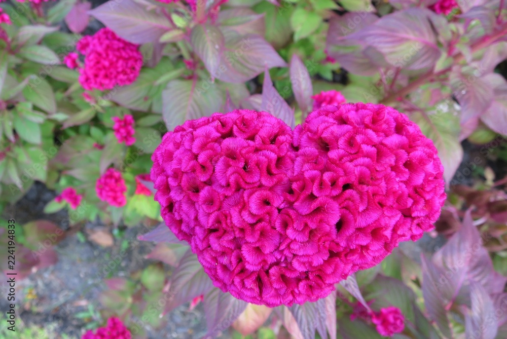 Obraz premium Red heart cockscomb flower, Chinese Wool flower, with leaves. Nature and Valentine' day concept.