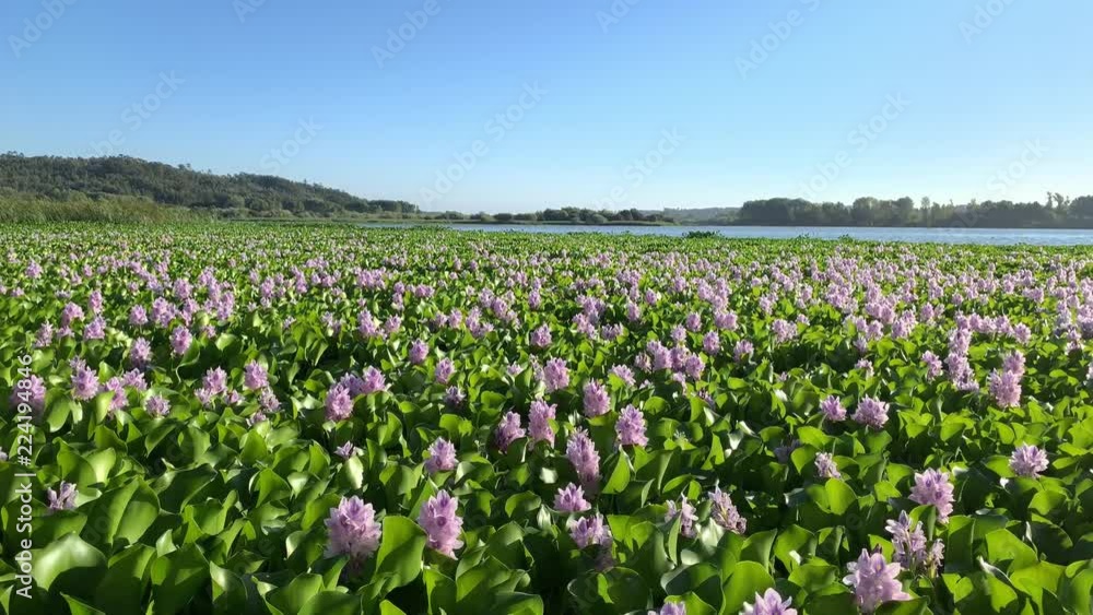 Beautiful landscape of a lake with green vegetation in Pateira de Fermentelos, Portugal Beautiful landscape of a lake with green vegetation in Pateira de Fermentelos, Portugal