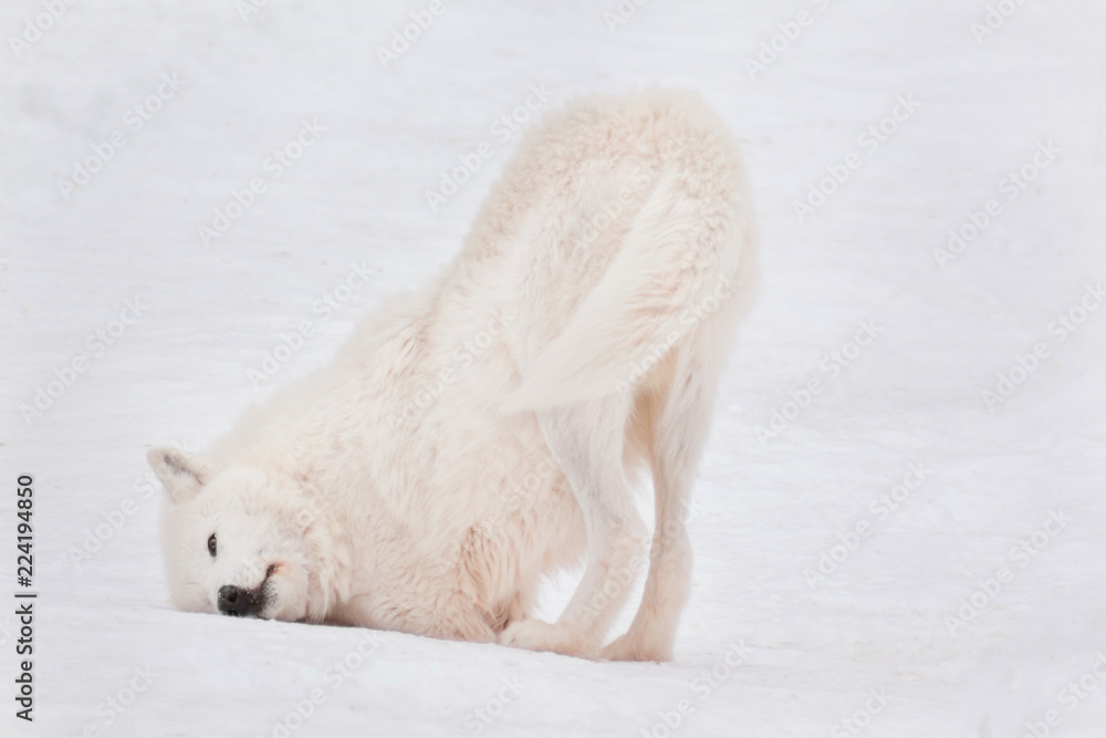 Fototapeta premium Wild alaskan tundra wolf is wallowing in the white snow. Canis lupus arctos.
