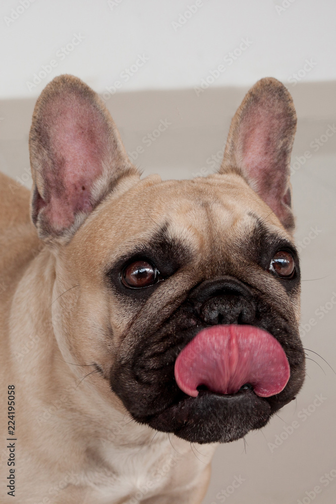 Fototapeta premium Black masked fawn french bulldog puppy close up. Pet animals.