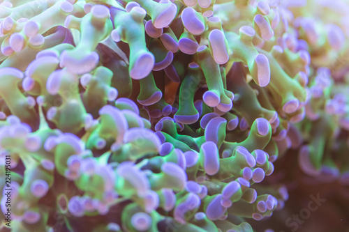 Euphyllia corallo marino photo