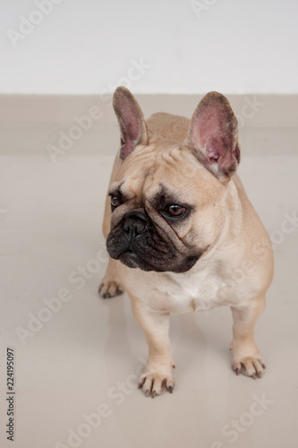 Cream-colored french bulldog puppy is standing on tiled floor. Pet animals.