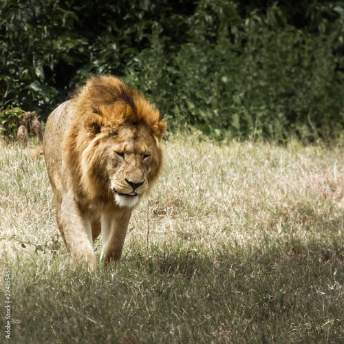 A tired male lion walks aga...