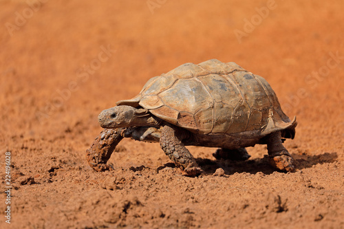 Leopard tortoise (Stigmochelys pardalis) walking, South Africa.