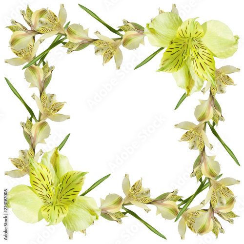Beautiful floral background of yellow alstroemerias 