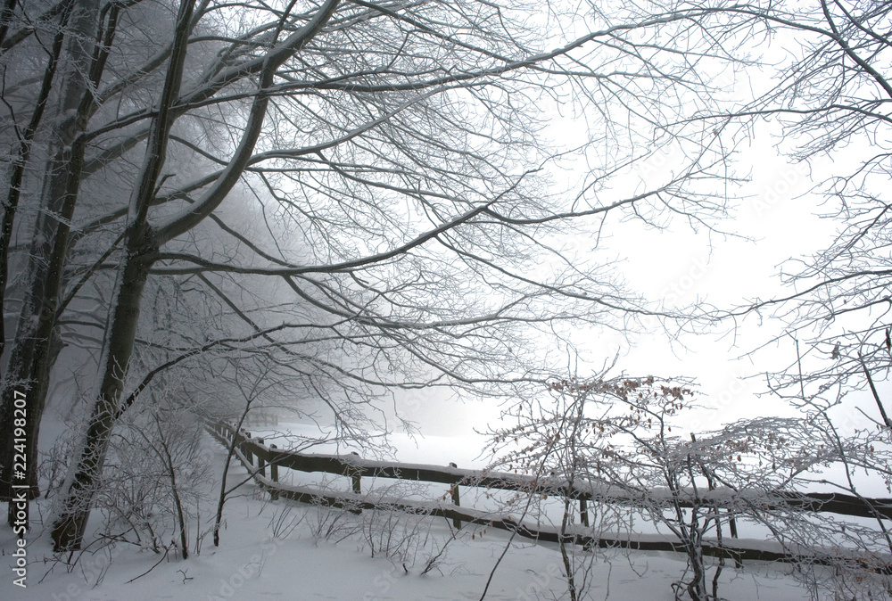 Obraz premium Winterwald
