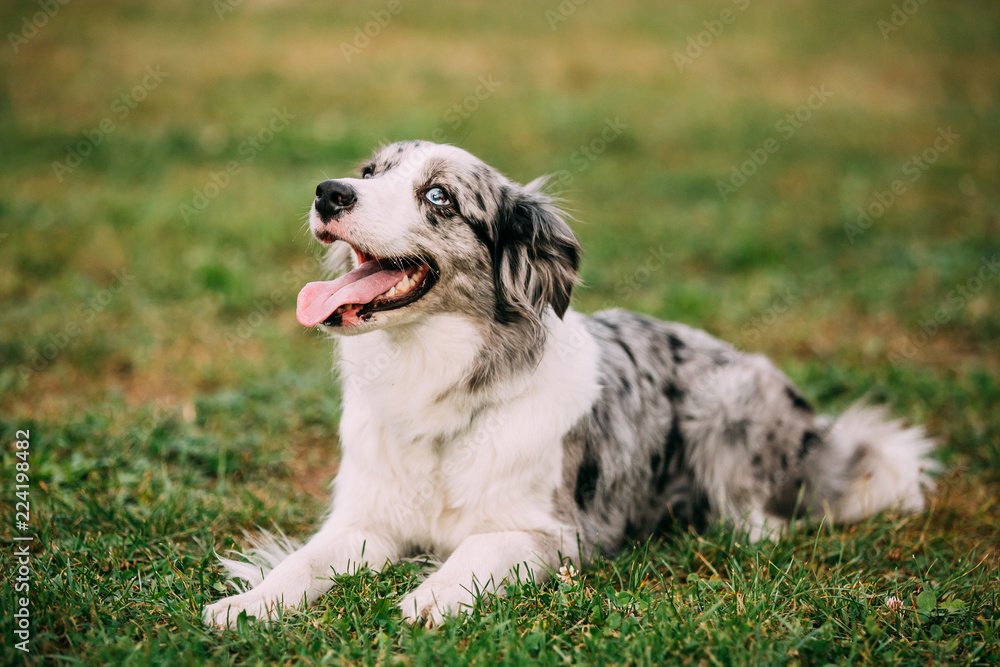 Border Collie Or Scottish Sheepdog Adult Dog Sitting In Green Gr