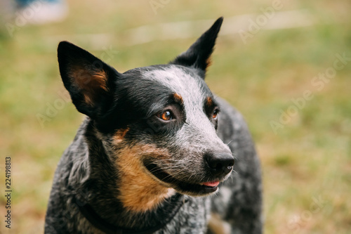 Australian Cattle Dog Close Up Portrait Outdoor. This Is Breed O