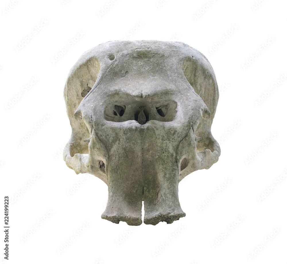 Fototapeta premium Elephant skull isolated on white background.