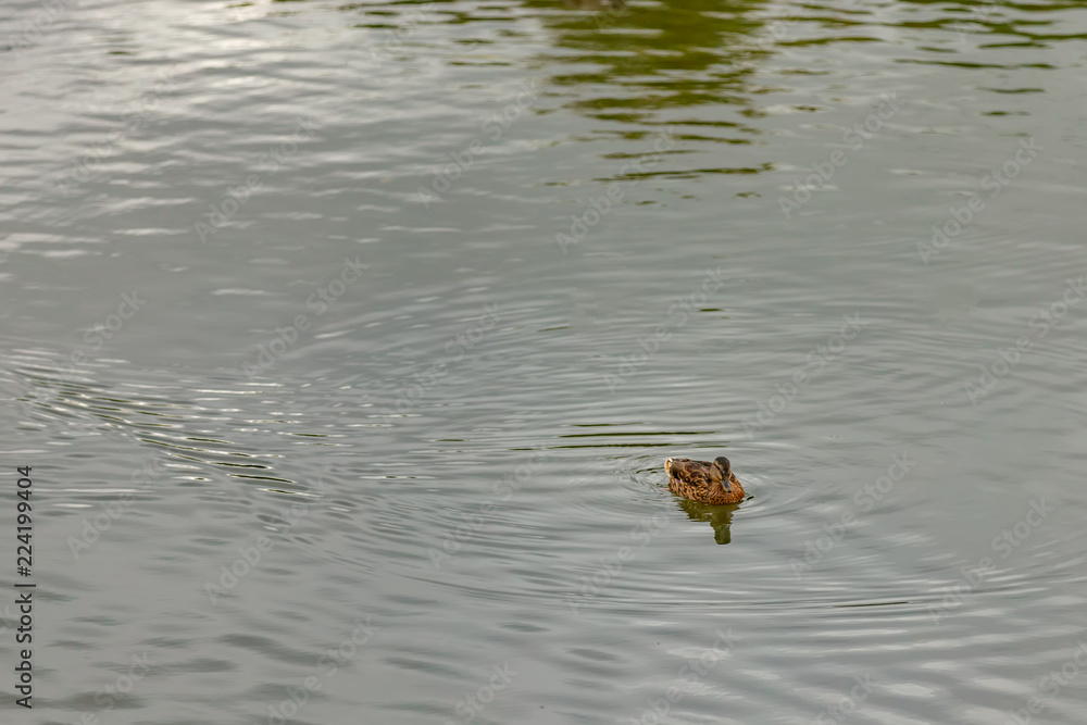 duck in the city pond duck in the city pond